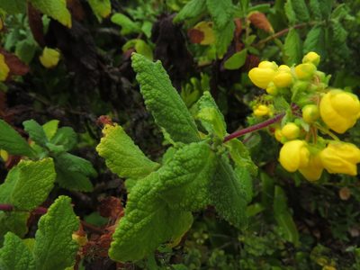 Calceolaria georgiana, photographed by Nicolás Lavandero