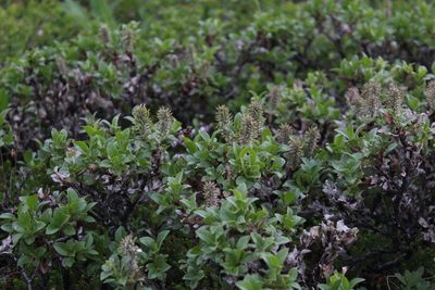 Salix myrsinites, photographed by Dmitriy Bochkov