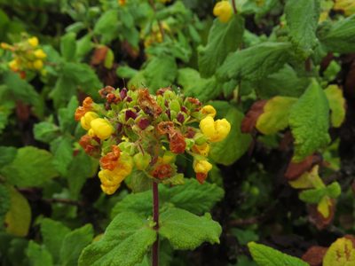 Calceolaria georgiana, photographed by Nicolás Lavandero