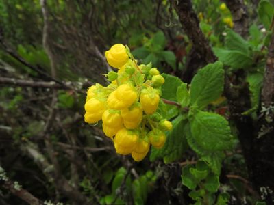 Calceolaria georgiana, photographed by Nicolás Lavandero