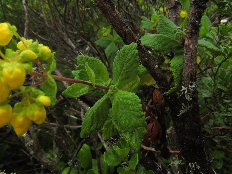 Calceolaria georgiana, photographed by Nicolás Lavandero