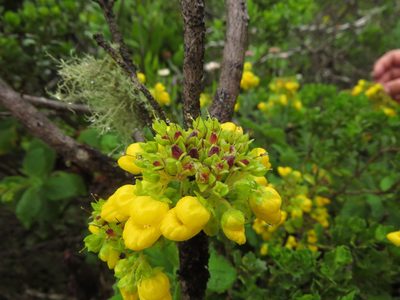 Calceolaria georgiana, photographed by Nicolás Lavandero