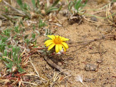 Chaetanthera incana, photographed by Nicolás Lavandero