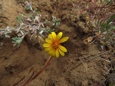 Chaetanthera incana, photographed by Nicolás Lavandero