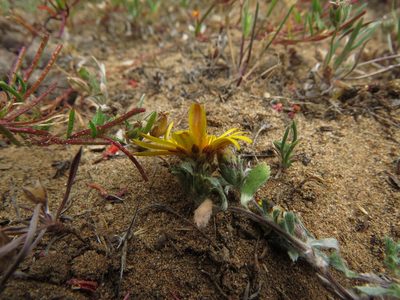 Chaetanthera incana, photographed by Nicolás Lavandero