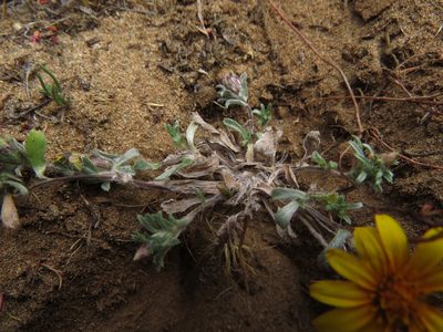 Chaetanthera incana, photographed by Nicolás Lavandero