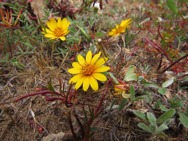 Chaetanthera incana, photographed by Nicolás Lavandero