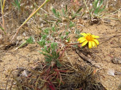 Chaetanthera incana, photographed by Nicolás Lavandero