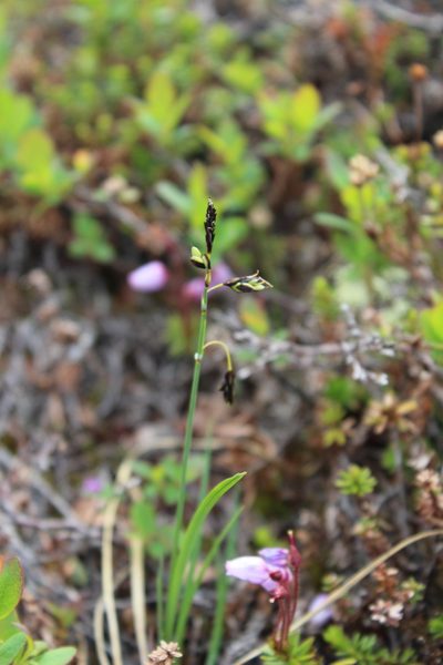 Carex rariflora, photographed by Dmitriy Bochkov
