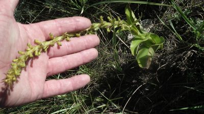 Satyrium parviflorum, photographed by Shaun Swanepoel