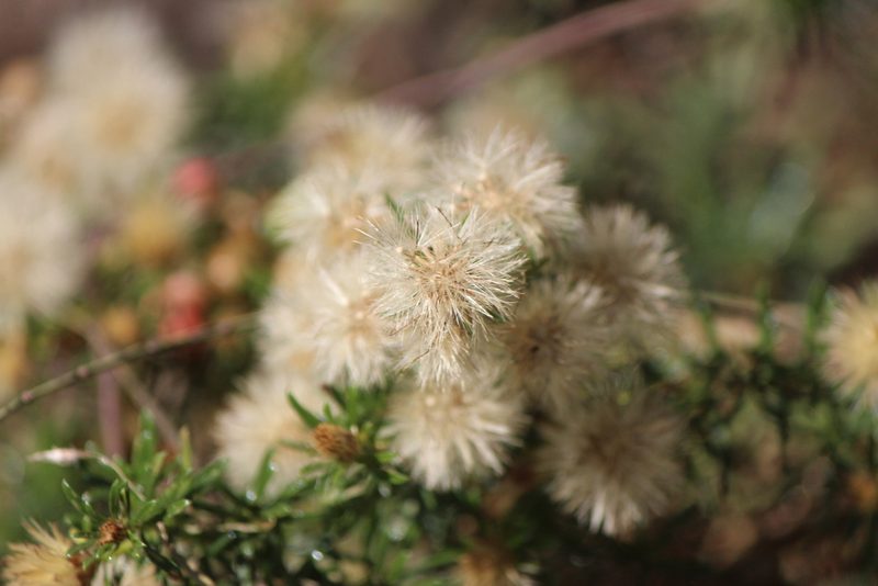 Baccharis ramiflora, photographed by José Belem Hernández Díaz