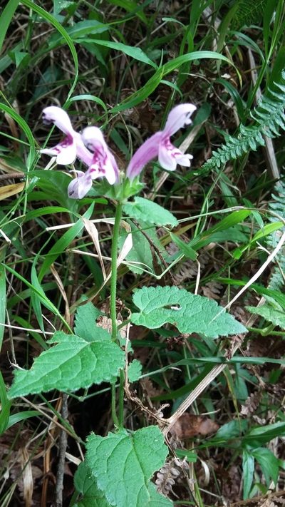 Stachys tubulosa, photographed by grabbarg