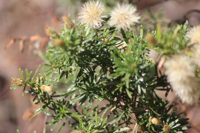Baccharis ramiflora, photographed by José Belem Hernández Díaz