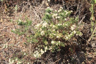 Baccharis ramiflora, photographed by José Belem Hernández Díaz