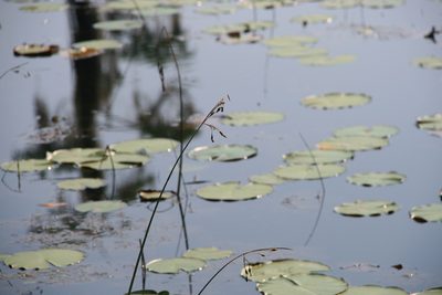 Schoenoplectus etuberculatus, photographed by Derek