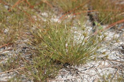 Bulbostylis stenophylla, photographed by Derek