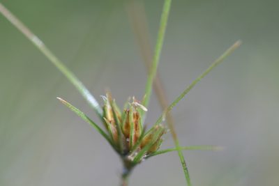 Bulbostylis stenophylla, photographed by Derek