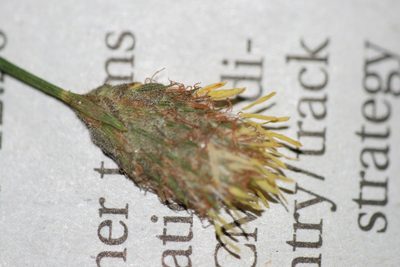 Fuirena scirpoidea, photographed by Derek