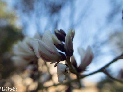 Dalbergia pervillei, photographed by lallen