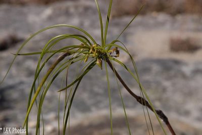 Ischnolepis graminifolia, photographed by lallen