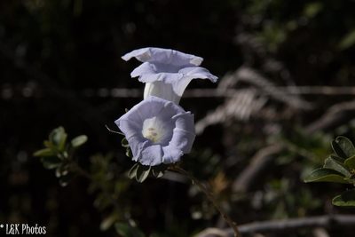 Bonamia spectabilis, photographed by lallen