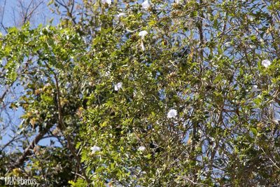 Bonamia spectabilis, photographed by lallen