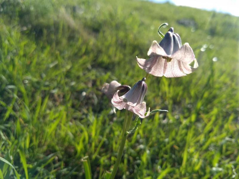 Fritillaria striata, photographed by Jonathan Vaughn