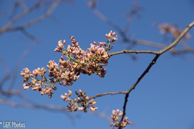Dalbergia pervillei, photographed by lallen
