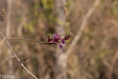 Koehneria madagascariensis, photographed by lallen