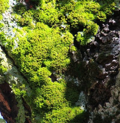 Syntrichia laevipila, photographed by Millie Basden
