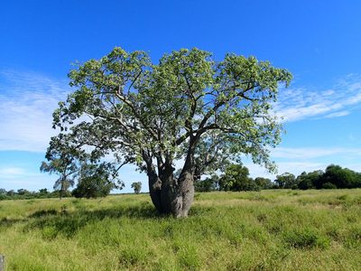 Ceiba chodatii, photographed by Rob Foster