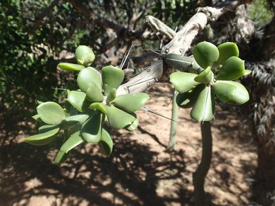 Quiabentia verticillata, photographed by Rob Foster
