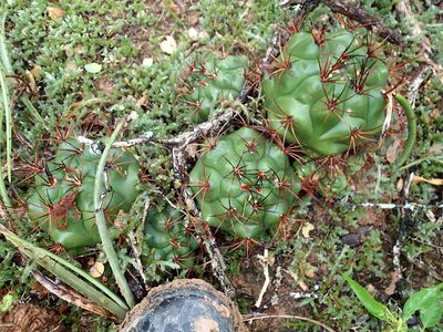 Gymnocalycium pflanzii, photographed by Rob Foster