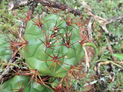 Gymnocalycium pflanzii, photographed by Rob Foster