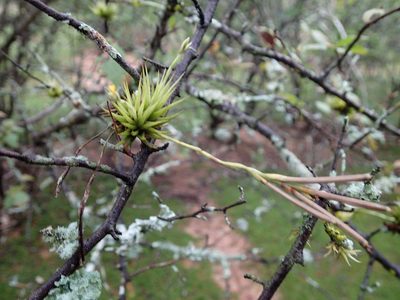 Tillandsia loliacea, photographed by Rob Foster