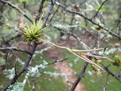 Tillandsia loliacea, photographed by Rob Foster
