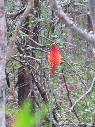 Sacoila argentina, photographed by Rob Foster