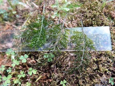 Hymenophyllum australe, photographed by Jacqui Geux
