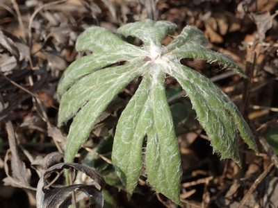 Syneilesis intermedia, photographed by 葉子