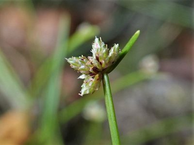 Isolepis inundata, photographed by Jacqui Geux