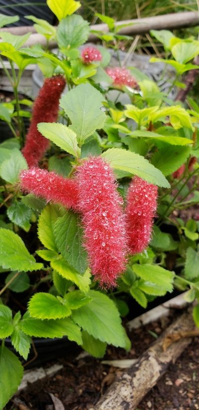 Acalypha herzogiana, photographed by Sol Quipildor