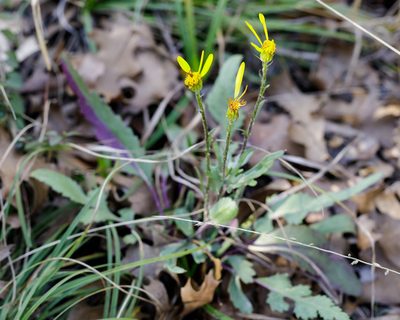 Packera plattensis, photographed by Meghan Cassidy