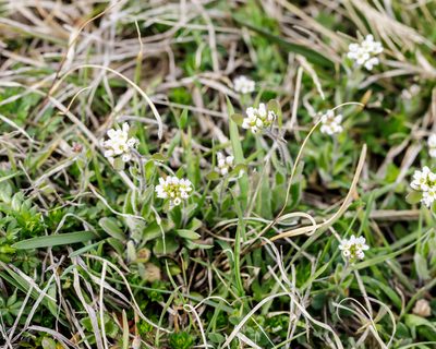 Tomostima platycarpa, photographed by Meghan Cassidy