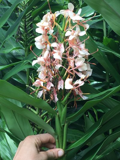 Hedychium coccineum, photographed by Ben Hayden