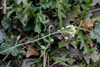 Tomostima platycarpa, photographed by Meghan Cassidy