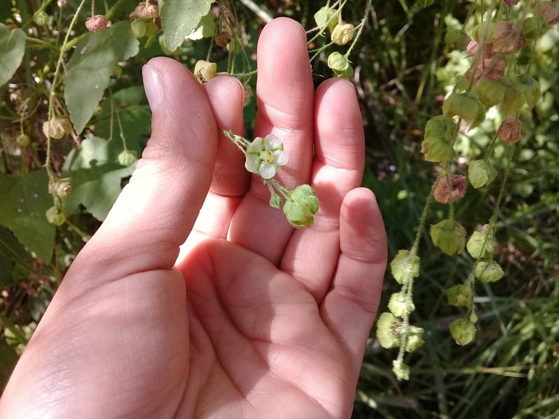 Kearnemalvastrum lacteum, photographed by Dayan Romero