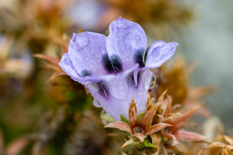 Roella maculata, photographed by magriet b