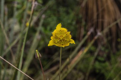 Calochortus barbatus, photographed by Roberto Rodriguez