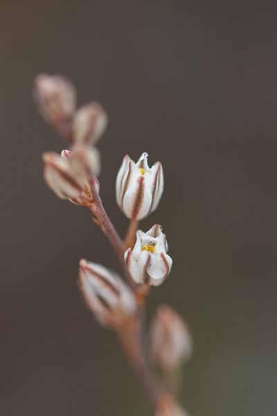 Eriospermum cernuum, photographed by magriet b