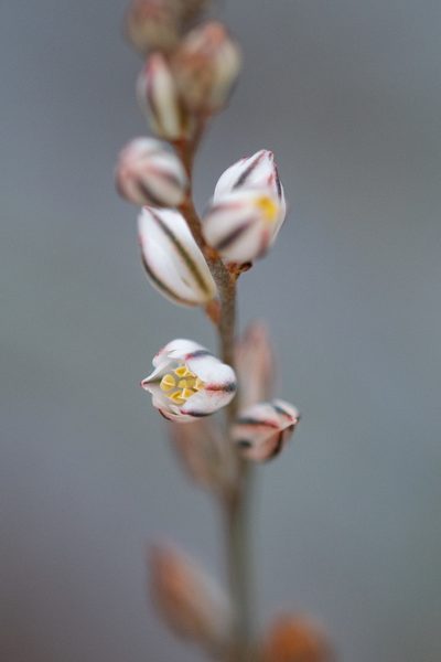 Eriospermum cernuum, photographed by magriet b